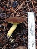 Boletus subtomentosus image