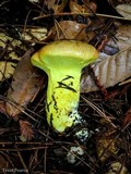 Pulveroboletus ravenelii image