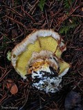Suillus lakei image