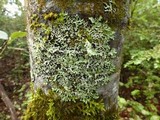 Parmelia pseudosulcata image
