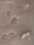 Peltigera aphthosa image