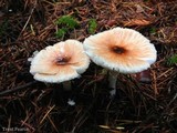 Lepiota rubrotinctoides image