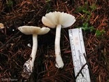 Lepiota rubrotinctoides image