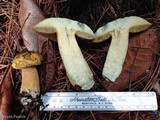 Suillus tomentosus image