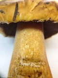 Suillus tomentosus image