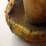 Suillus tomentosus image