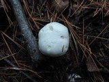 Clitocybe robusta image