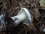 Clitocybe robusta image