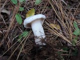 Clitocybe robusta image