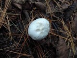 Clitocybe robusta image