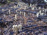 Clavariadelphus sachalinensis image
