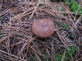 Tricholoma imbricatum image