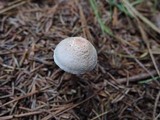Lepiota cristata image