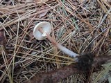 Lepiota cristata image