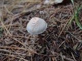 Lepiota cristata image