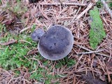 Tricholoma terreum image