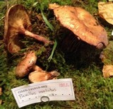 Paxillus involutus image