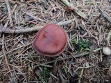 Cortinarius sanguineus image