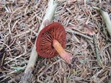 Cortinarius sanguineus image