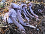 Mycena pura image