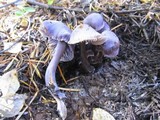 Mycena pura image