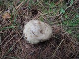 Suillus viscidus image