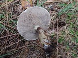 Suillus viscidus image