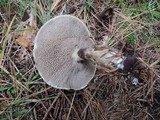 Suillus viscidus image