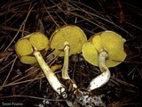 Suillus umbonatus image
