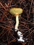 Suillus umbonatus image