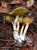 Suillus umbonatus image