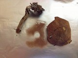 Suillus umbonatus image