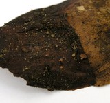 Strobilurus diminutivus image