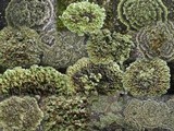 Squamarina cartilaginea var. cartilaginea image