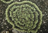 Squamarina cartilaginea var. cartilaginea image