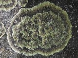 Squamarina cartilaginea var. cartilaginea image