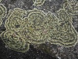 Squamarina cartilaginea var. cartilaginea image
