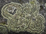Squamarina cartilaginea var. cartilaginea image