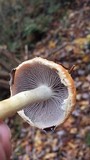 Leratiomyces squamosus image