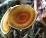 Coltricia cinnamomea image
