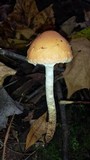 Leratiomyces squamosus image