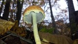 Leratiomyces squamosus image