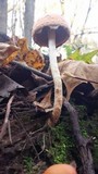 Leratiomyces squamosus image
