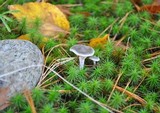 Cantharellula umbonata image