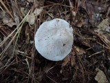 Tricholoma serratifolium image