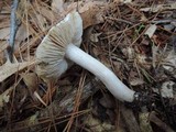 Tricholoma serratifolium image