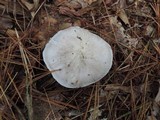 Tricholoma serratifolium image