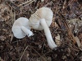 Tricholoma serratifolium image