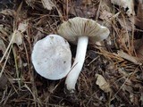 Tricholoma serratifolium image