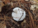 Tricholoma serratifolium image